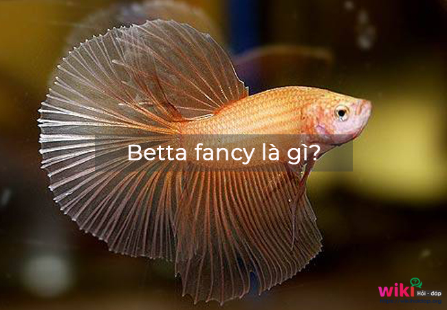 Betta fancy là gì?