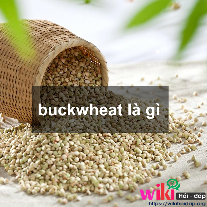 Buckwheat là gì? Những thông tin thú vị về Buckwheat