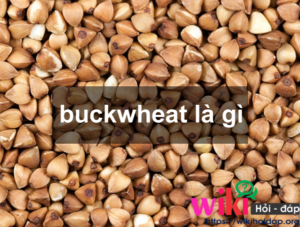 buckwheat là gì
