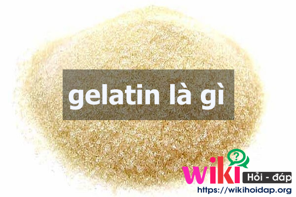 Gelatin là gì? Những thông tin về Gelatin bạn cần nắm rõ