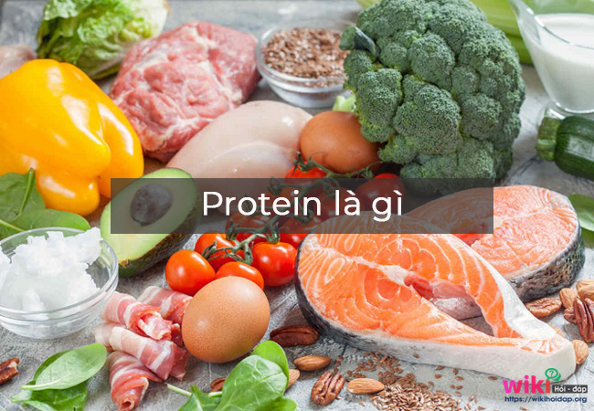 Protein là gì? Vai trò của protein với cơ thể con người? 