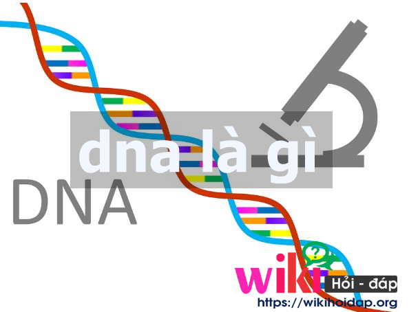 Dna là gì ? Chức năng và cấu trúc không gian của DNA là gì ? 