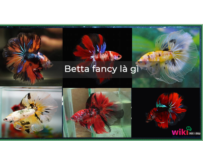 Betta fancy là gì?