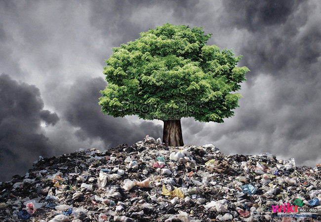 Ảnh hưởng trực tiếp của ô nhiễm môi trường là gì? 