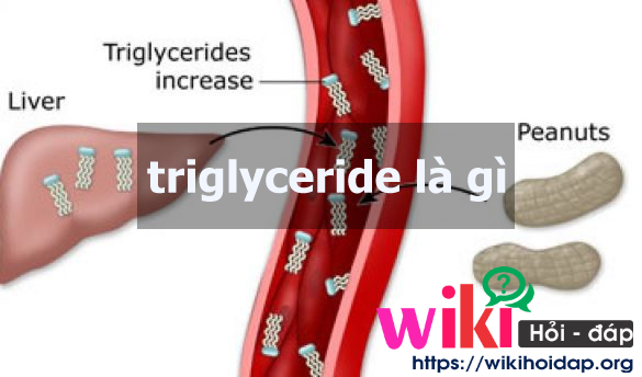 Triglyceride là gì? Những điều cần biết về chỉ số Triglyceride
