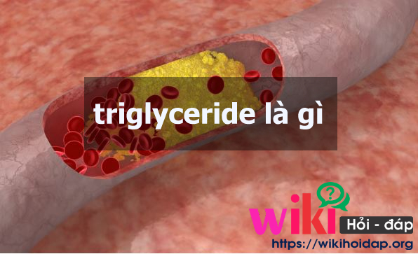 triglyceride là gì