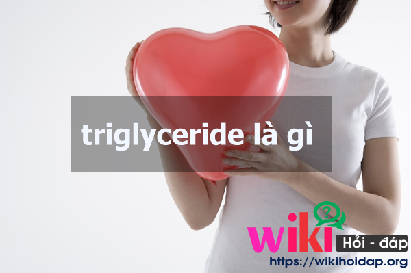 triglyceride là gì